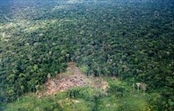La foresta amazzonica, straordinario patrimonio di biodiversità.