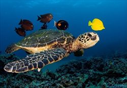 Una tartaruga della specie Caretta caretta.