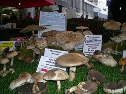 Nella foto, esposizione di funghi di diversi specie, anche molto tossiche, alla mostra micologica di Piazza Portello a Milano.