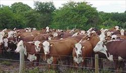 Brasile. Allevamento di bovini in Paraná