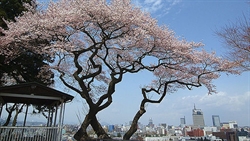 Una veduta di Sendai, la "città degli alberi", prima dello tsunami.
