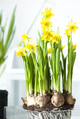 La primavera in vaso