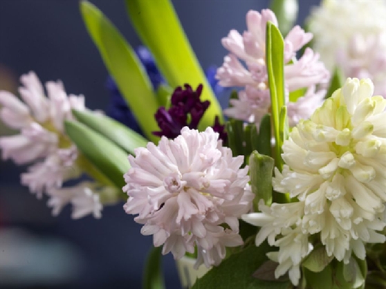 La primavera in vaso