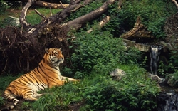 La tigre, specie in pericolo.