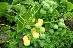 La Jatropha curcas.