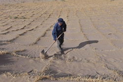 Un contadino cinese intento a strappare terra al deserto del Gobi piantando cereali nell'area del lago Xihu, non lontano da Dunhuang, nel Nordovest del Paese (foto: Epa/Ansa).