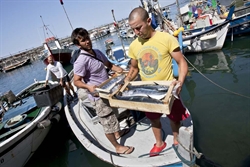 Camogli (Genova). L'arrivo in porto di una barca di pescatori (foto: Paolo Siccardi/Sync). 