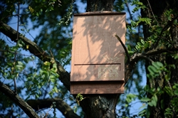 Una casetta per i pipistrelli sistemata in cima a un albero.