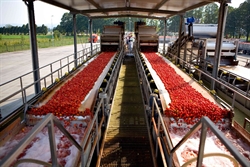 Lavorazione dei pomodori dopo la raccolta (foto Mutti).
