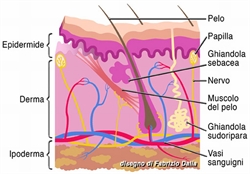 La struttura della pelle (disegno di Fabrizio Dalia).