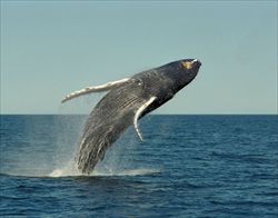 Il Santuario dei Cetacei del mar Ligure, istituito per proteggere le balene, rimane per ora sulla carta.