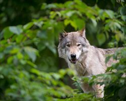 L'incontro imprevisto con un lupo. La specie sta tornando anche in Italia, sull'Appennino e sulle Alpi.