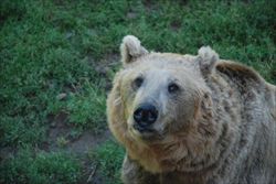 Un orso in cattività (foto: Gabriele Salari).