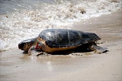 Una tartaruga marina: se si trova un esemplare in difficoltà bisogna chiamare il numero verde 800-904841 (foto: Gabriele Salari).