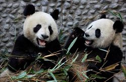 Huan Huan e Yuan Zi, i due panda giganti che dalla Cina arrivano in Francia (foto Reuters).