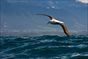 Clima più caldo, albatross più veloci