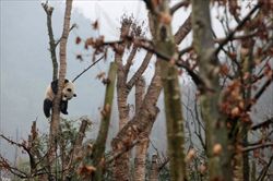 Un panda gigante seduto su un albero in una riserva della provincia di Sichuan, in Cina (foto Reuters).