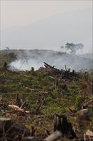 Deforestazione in Indonesia (Foto Oxfam). 