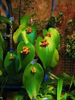 Esemplari di orchidee Pleurothallis martae