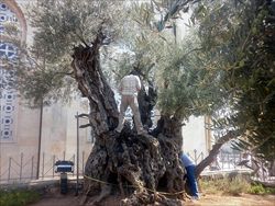 Un momento degli studi sugli ulivi del Getsemani (Foto Cnr-Ivalsa).