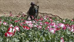 Un soldato dell'esercito afghano in un campo di papaveri da oppio (Reuters).