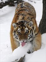 Non tutti gli animali si godono la neve come questa tigre siberiana dello zoo di Skpje (Macedonia) foto Reuters.