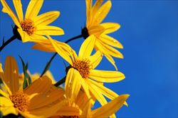 I fiori del topinambur (copertina e questa foto: Thinckstock).