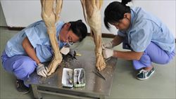 Due tecnici cinesi lavorano a un modello in plastilina del corpo umano (foto Reuters).