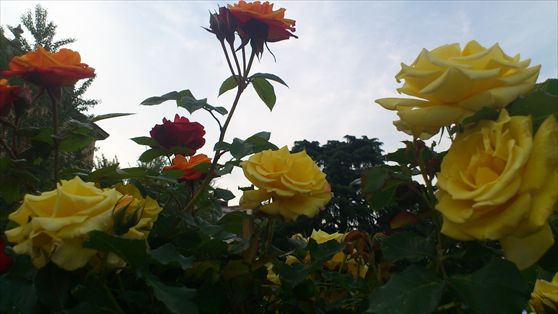 Milano si veste di fiori