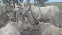 Un allevamento di bestiame in Sud Sudan (foto del servizio: R. Gobbo).