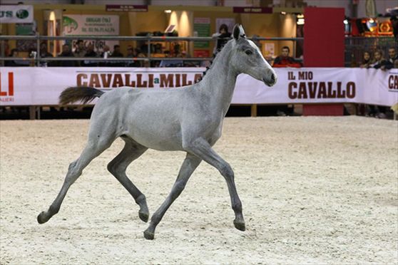 Il mondo equestre si incontra a Milano