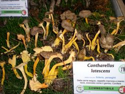 Nella mostra, le diverse specie sono rappresentate da più di un esemplare, con schede tecniche che ne descrivono le caratteristiche e soprattutto segnalano se si tratta di funghi commestibili o meno. Nella foto,i Cantharellus lutescens, edibili.