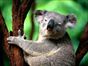 Il ruggito del koala