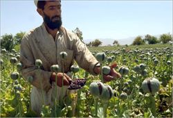 Una coltivazione di pavaeri da oppio, in Afghanistan. 