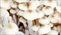 Funghi, il tocco bio dei giapponesi