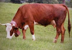 Un esemplare di "pezzata rossa di Oropa", razza bovina autoctona. 