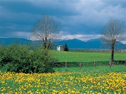 Un paesaggio dell'Altamarca (Treviso) 