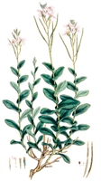 James Sowerby (1740-1803): Brassica arvensis, pianta di senape selvatica.