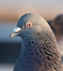 Lo sguardo infallibile del piccione	