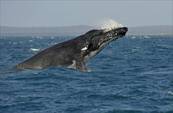 Balene e megattere, specie a forte rischio di estinzione (Corbis).