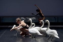 "Il lago dei cigni" secondo Luc Petton: cigni e ballerini insieme sulla scena.