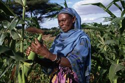Una donna africana al lavoro nei campi (foto Corbis)