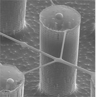 Micro colonne di DNA.