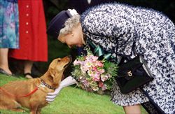 Elisabetta II con uno dei suoi cani Corgi (foto Epa/Ansa).