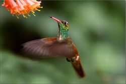 Un colibrì nel suo tipico volo.