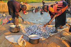 Alcune donne sud sudanesi selezionano il pescato da un laghetto sulla strada fra Juba e Yrol (Foto: Rocca).
