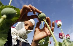 Un giovane coltivatore di papavero in Afghanistan (Reuters).