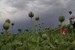 Campi di papaveri da oppio in Afghanistan (foto Ansa).